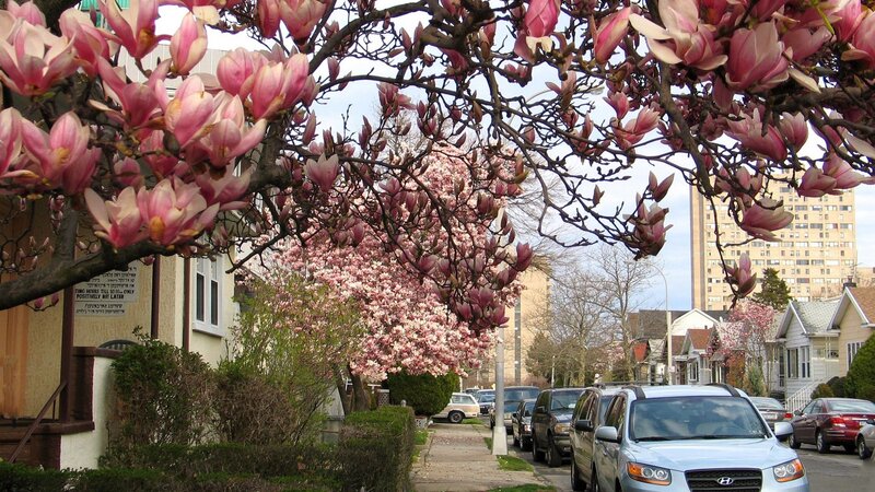 Spring blossoms on a residential street