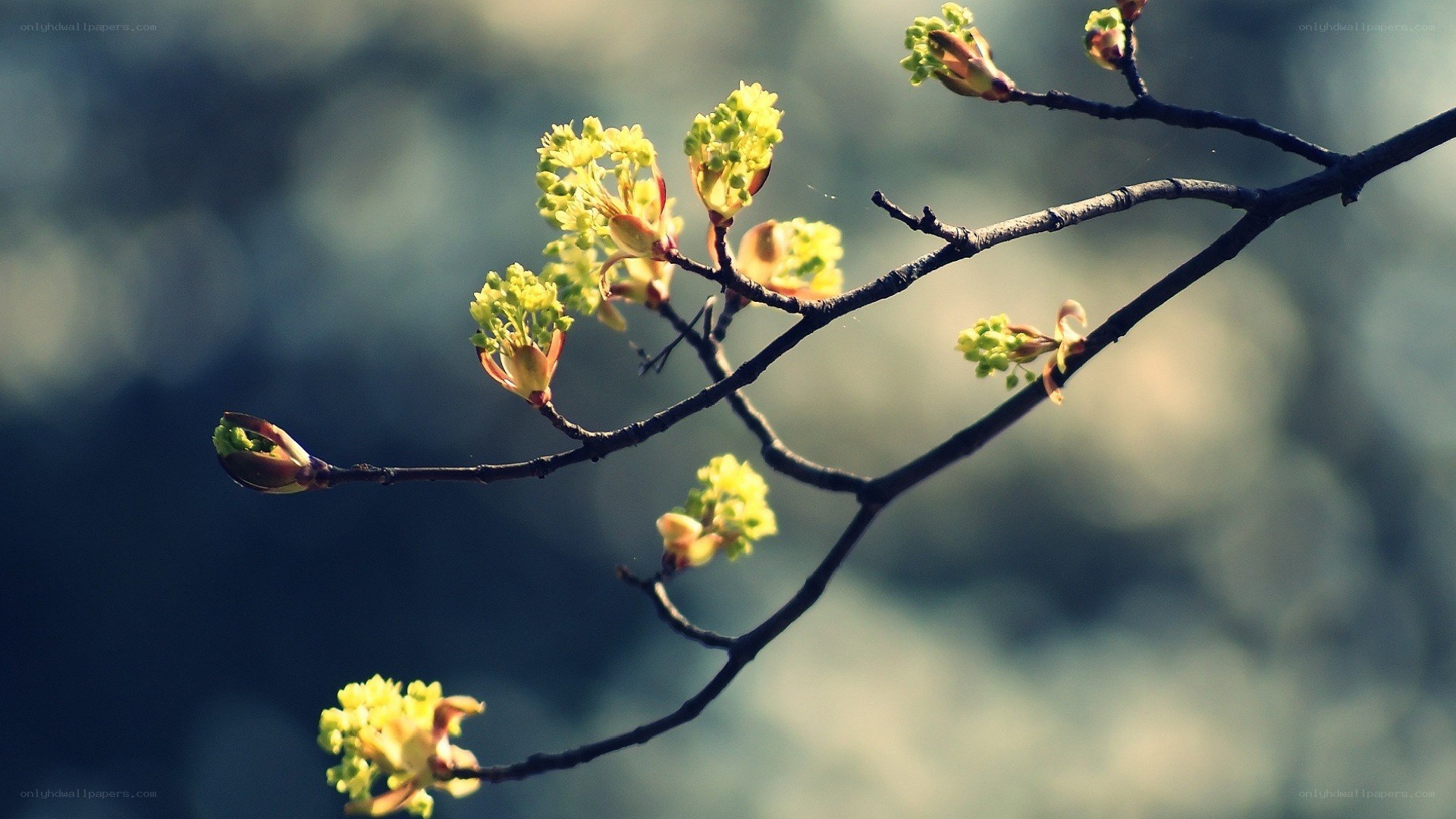 Spring blossoms on a tree branch
