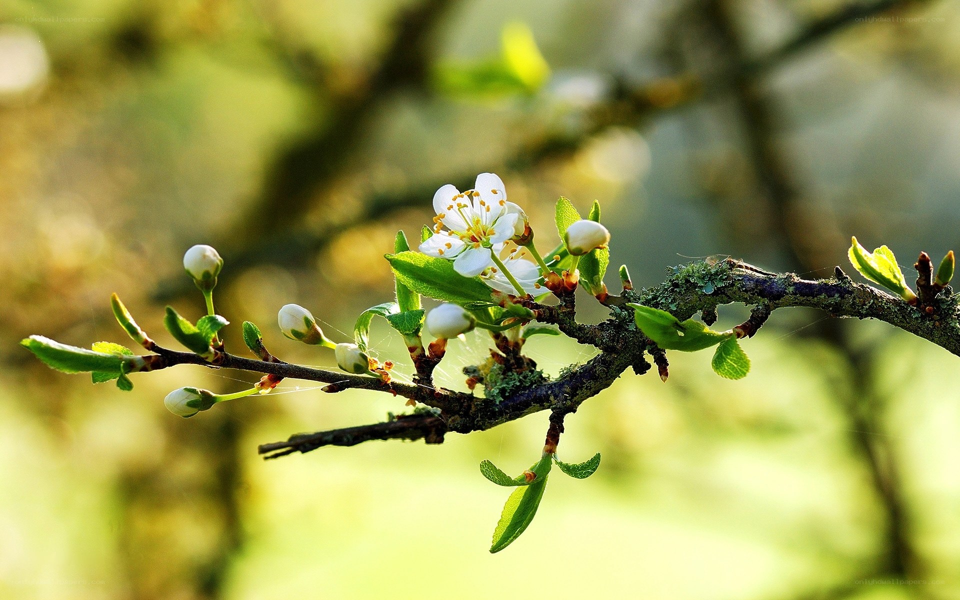 Spring blossoms on a tree branch