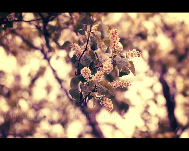 Spring blossoms on a tree branch