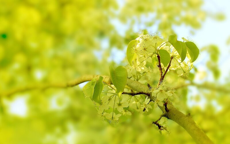 Spring blossoms on a tree branch