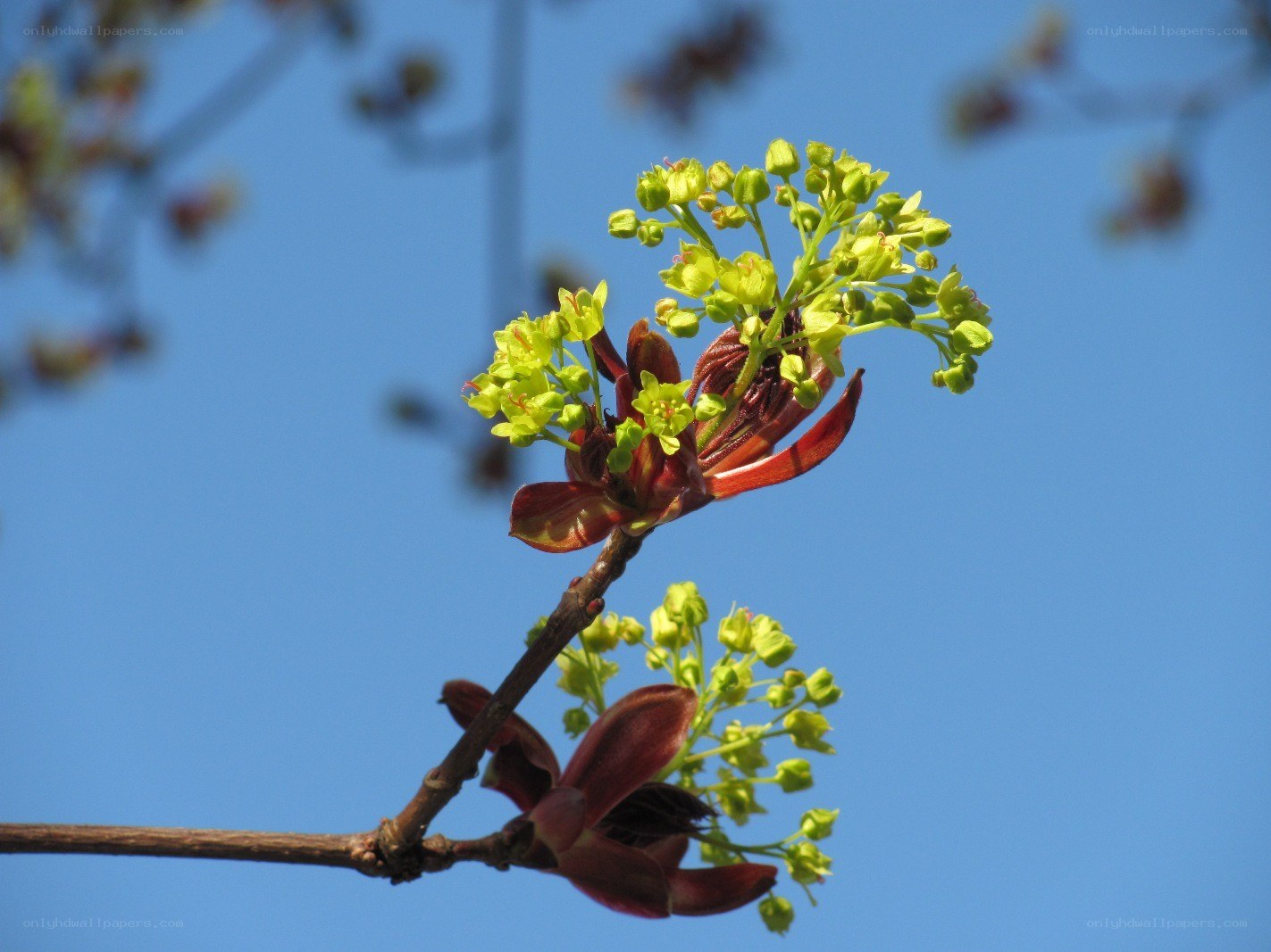 Spring blossoms on a tree branch
