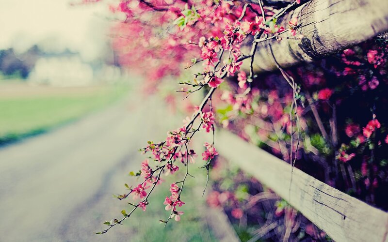 Spring blossoms on a wooden fence