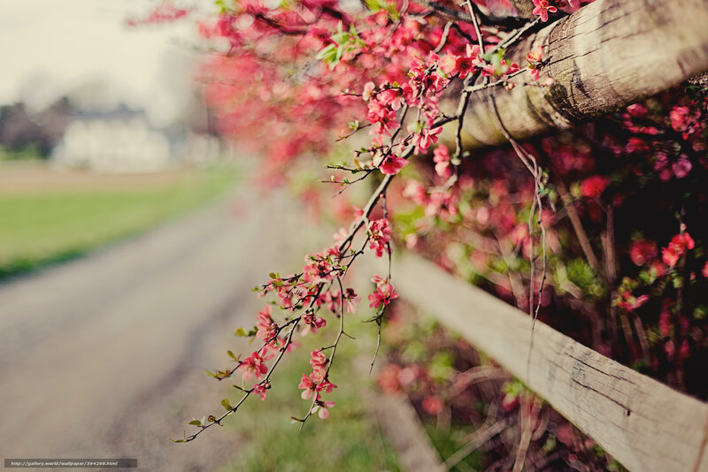 Spring blossoms on a wooden fence