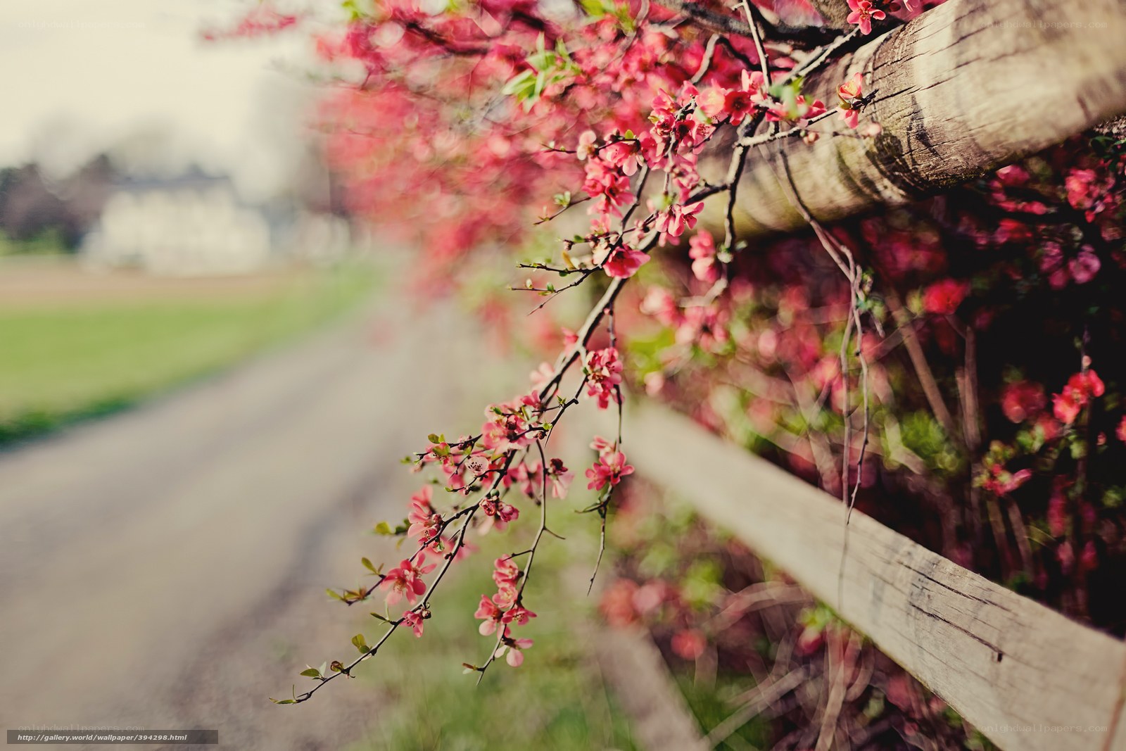 Spring blossoms on a wooden fence