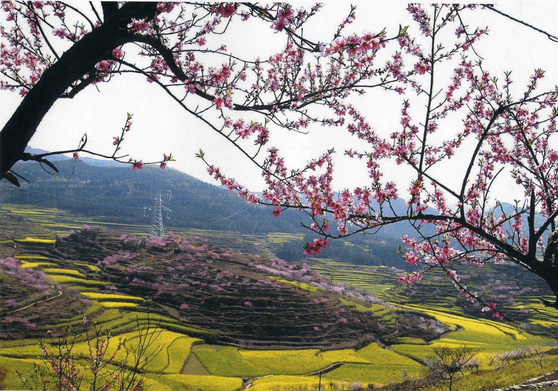 Spring blossoms on terraced hills
