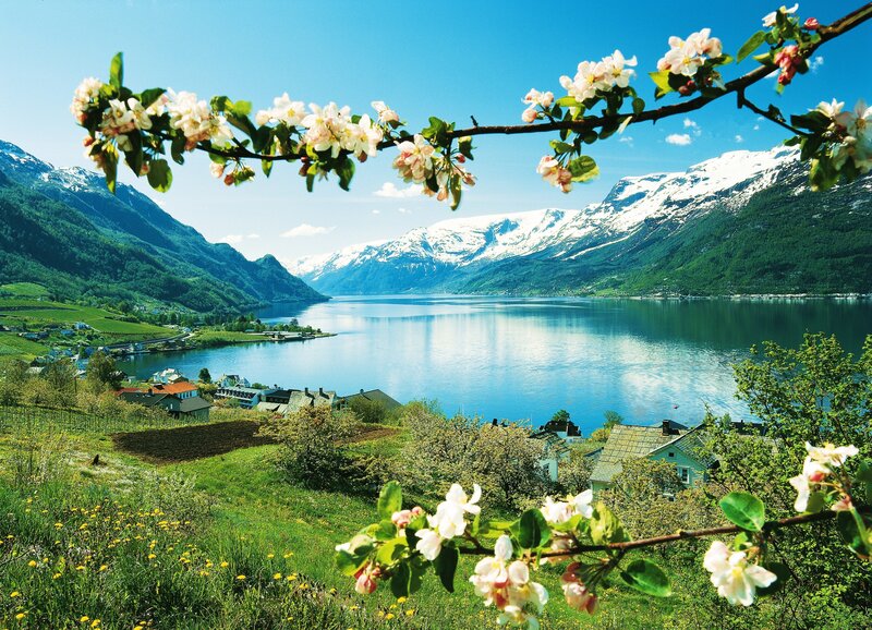 Spring blossoms over a fjord