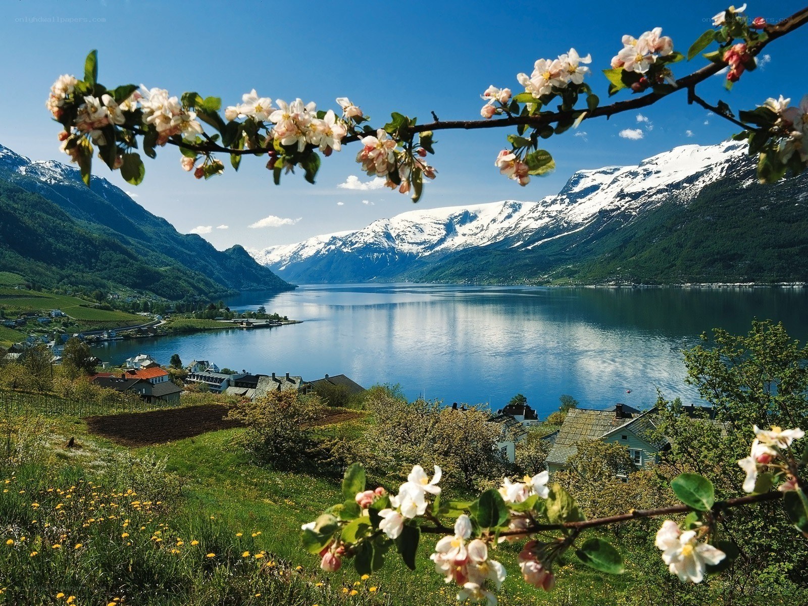 Spring blossoms over a fjord