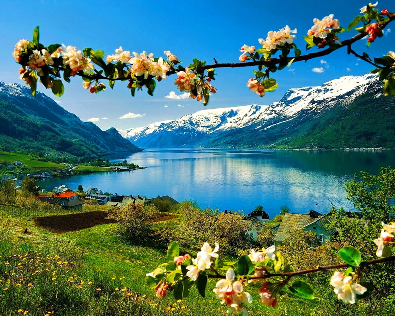 Spring Blossoms over Fjord — Blue