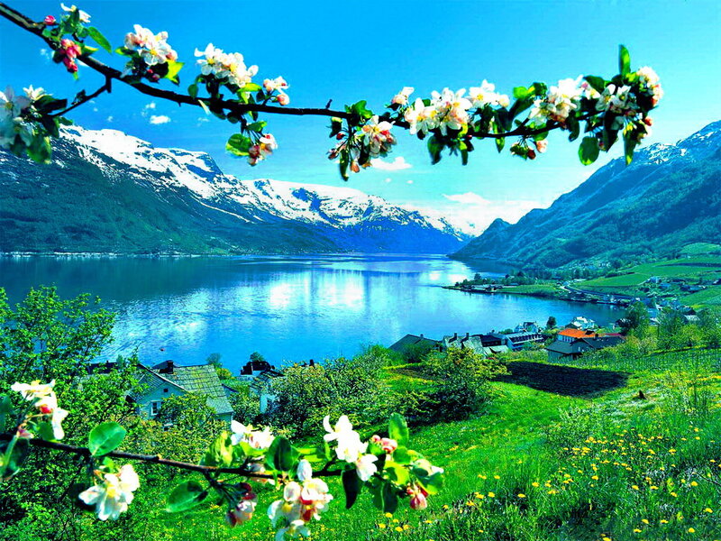 Spring Blossoms over Fjord