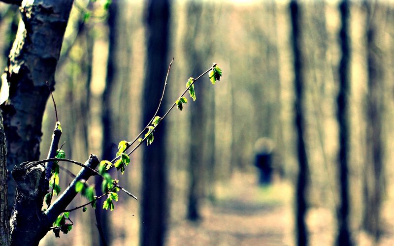 Spring branch in the forest