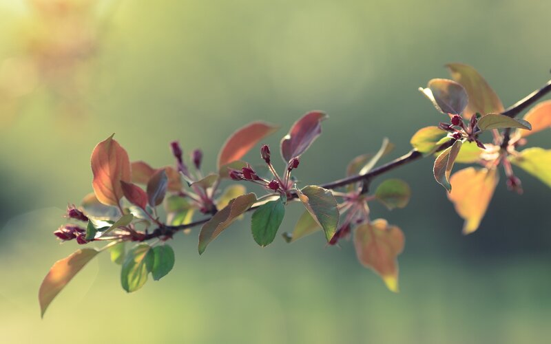 Spring branch with blossoms