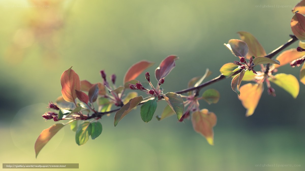 Spring branch with blossoms