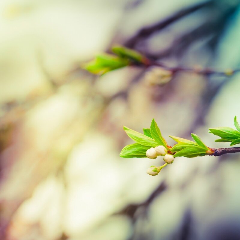 Spring branch with buds