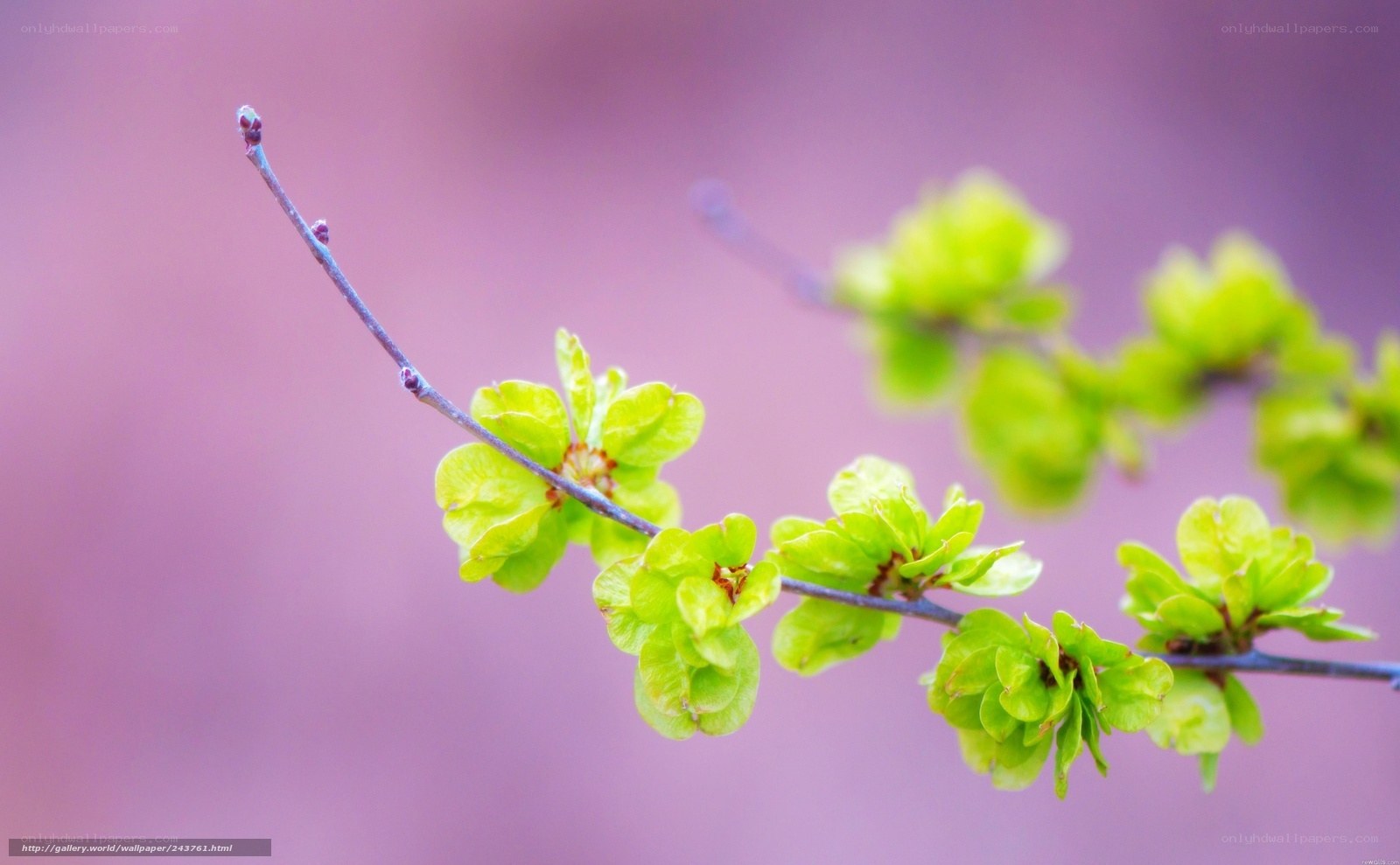 Spring branch with green leaves