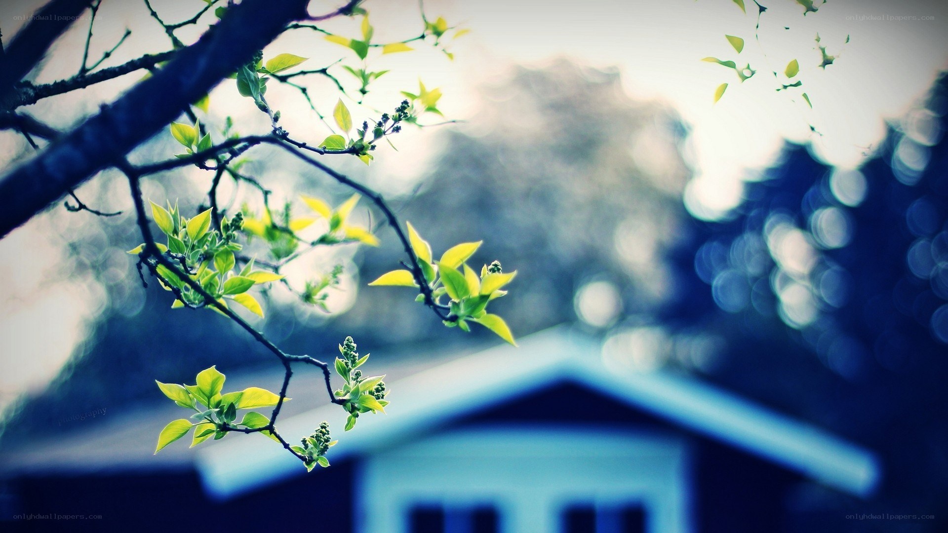 Spring branch with house in background