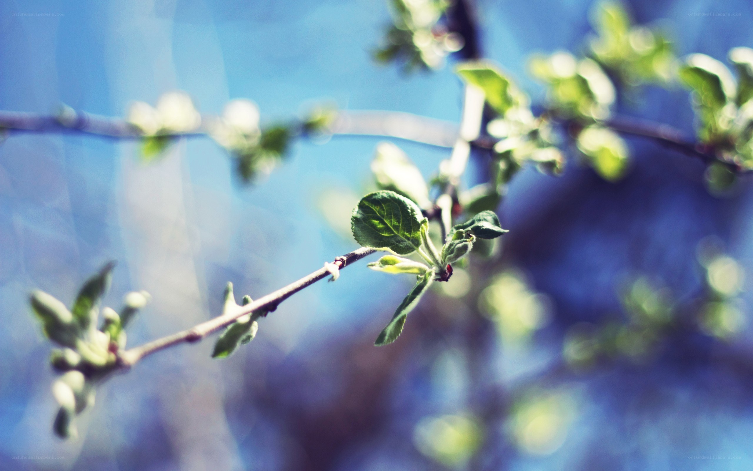 Spring branch with new leaves
