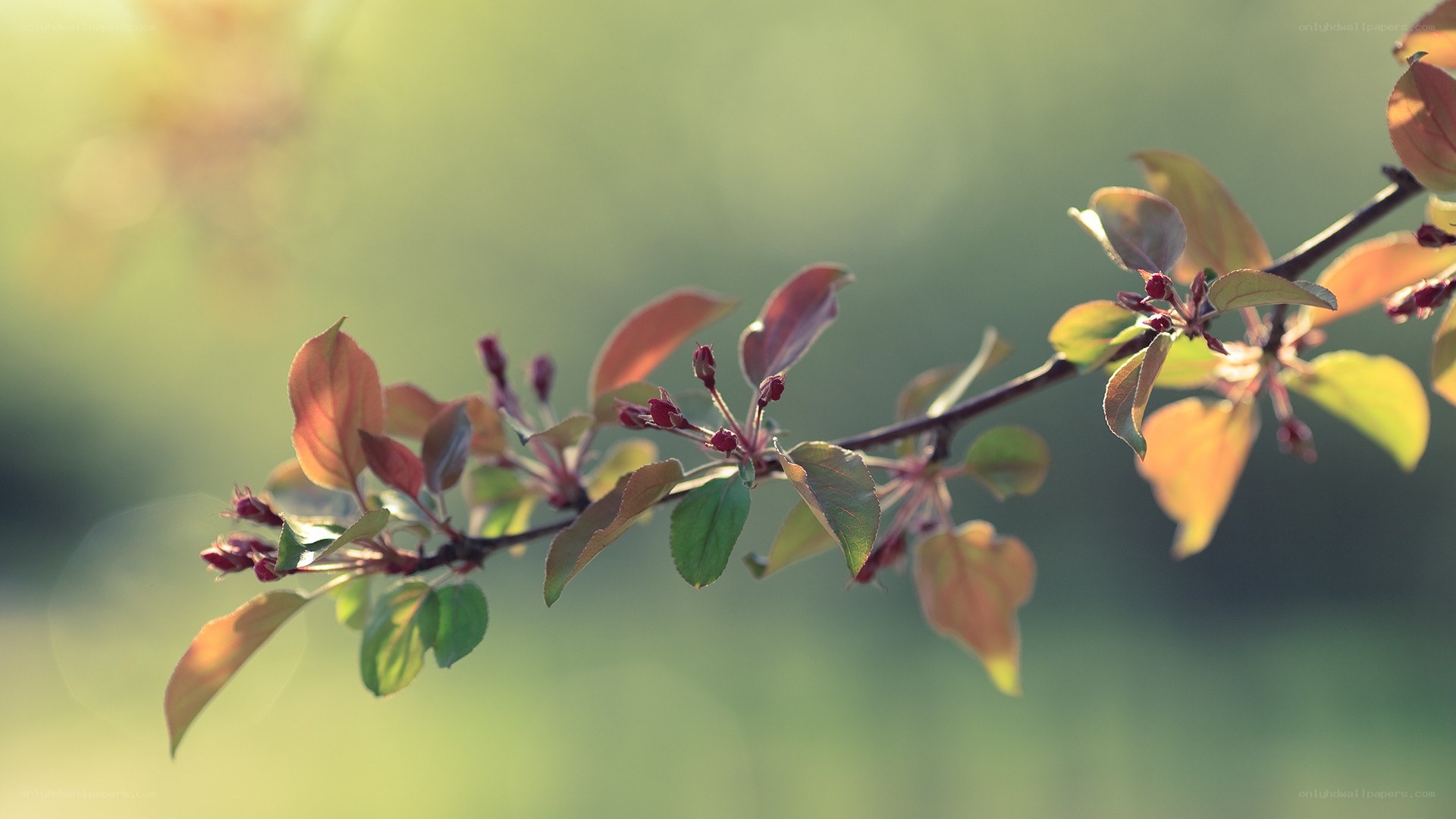 spring branch with new leaves