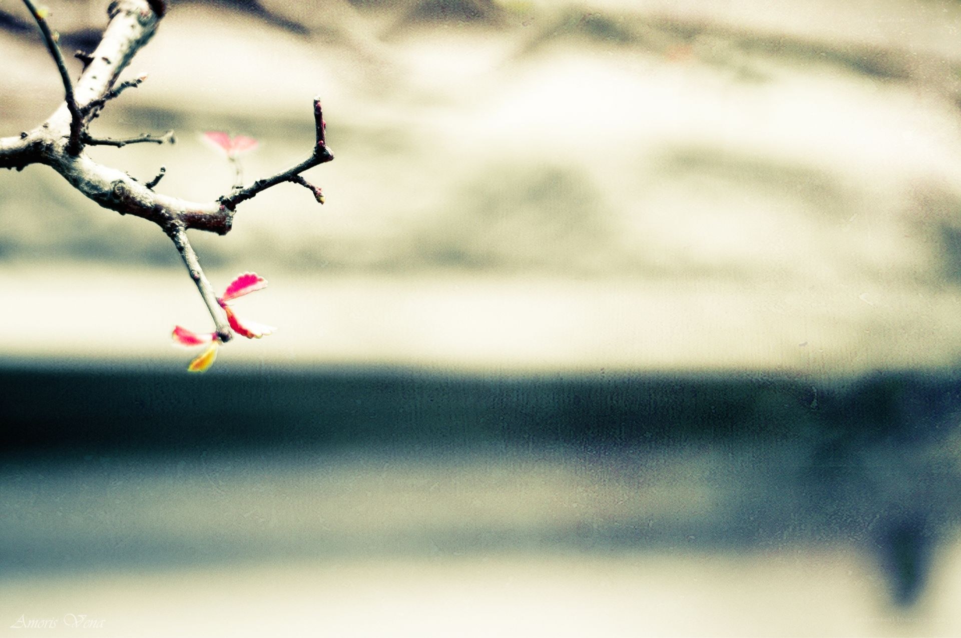 Spring branch with pink buds