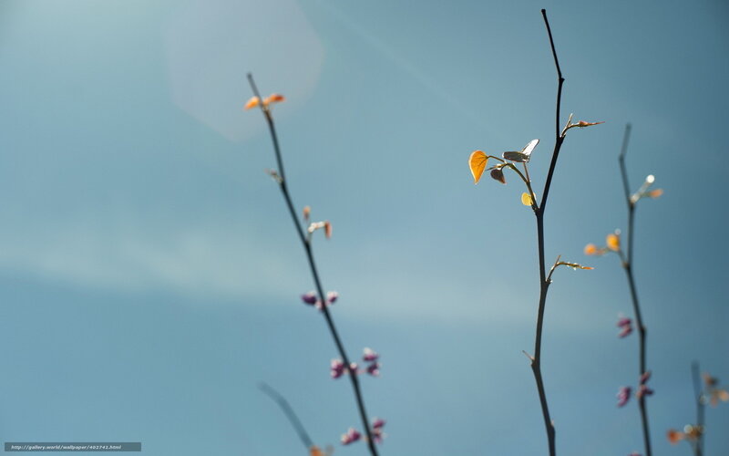 Spring branches against blue sky