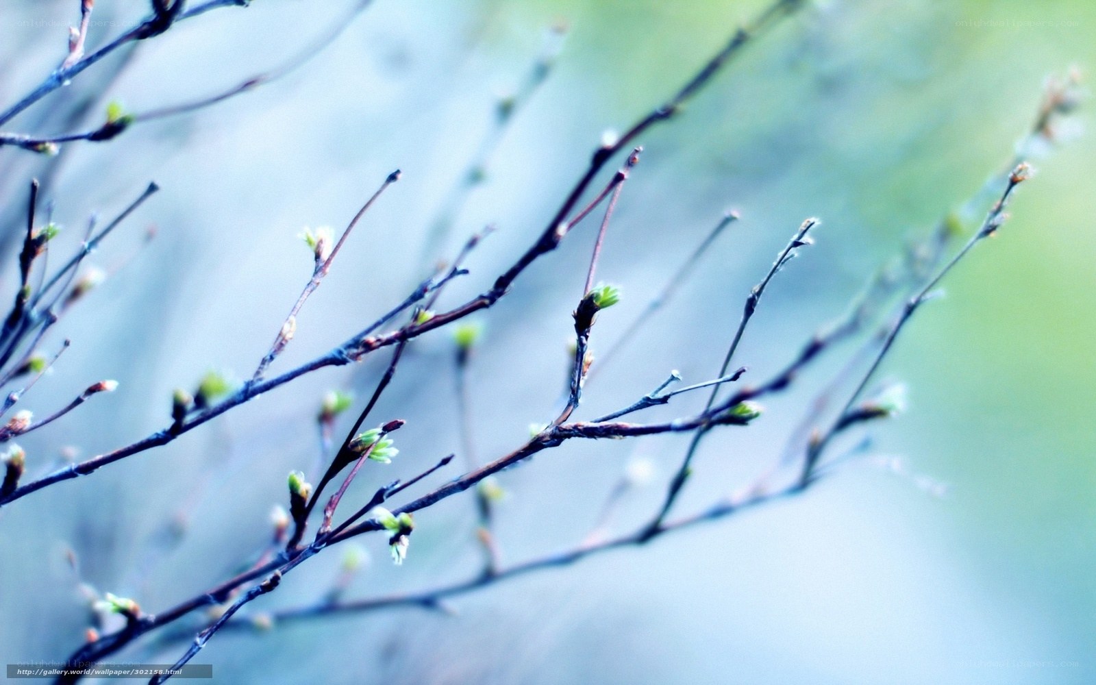 Spring branches with buds