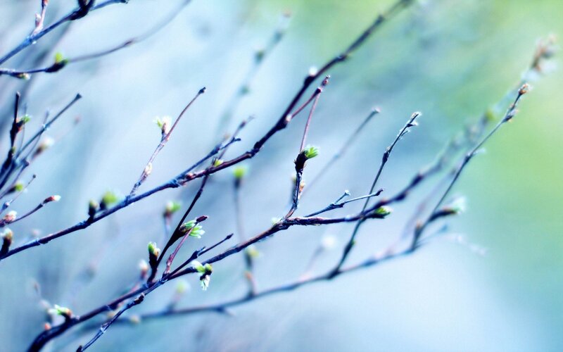 Spring branches with new buds