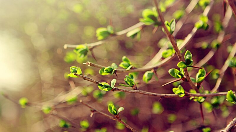 spring branches with new leaves