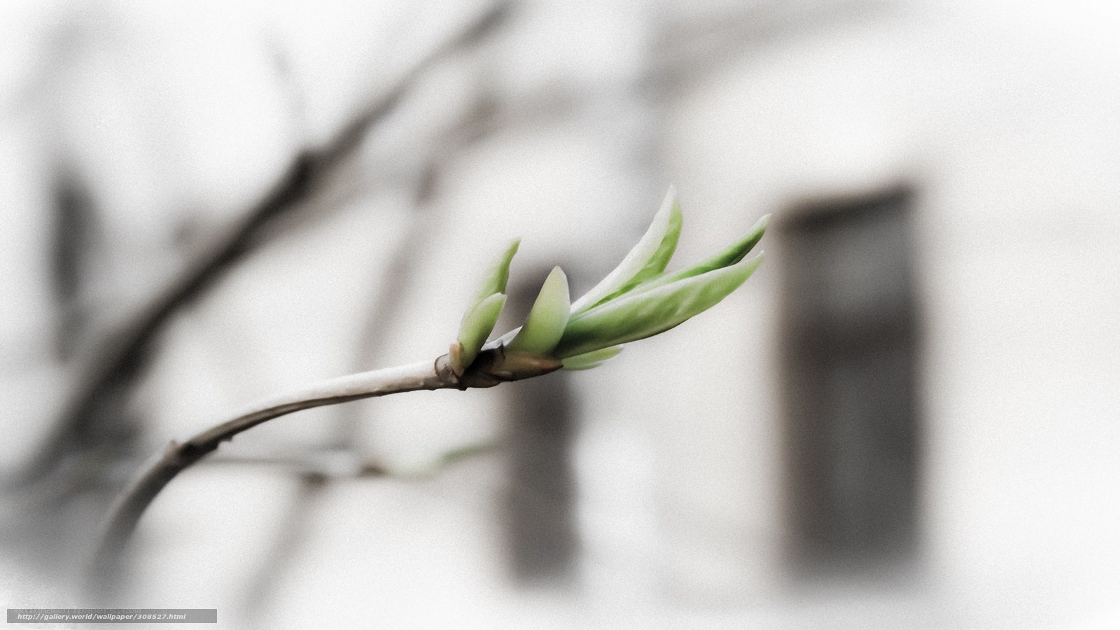 Spring bud on a branch
