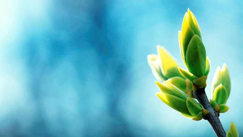 Spring buds on a branch