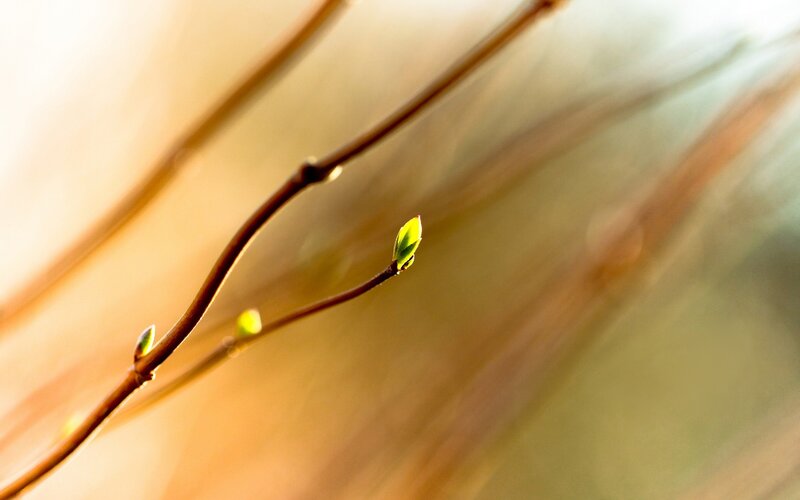 Spring buds on a branch