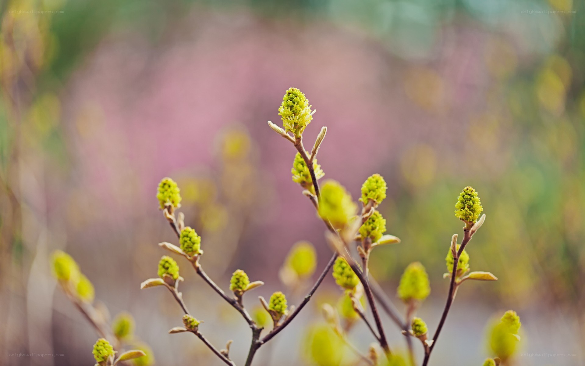 Spring buds on a branch