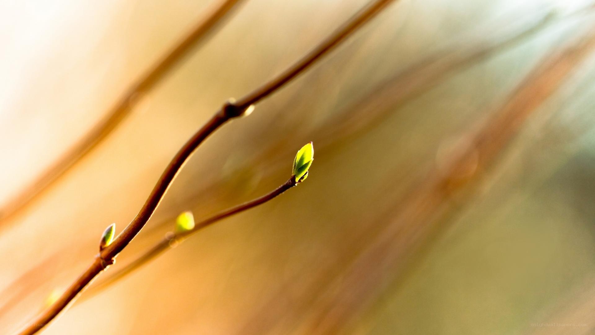 Spring buds on a branch