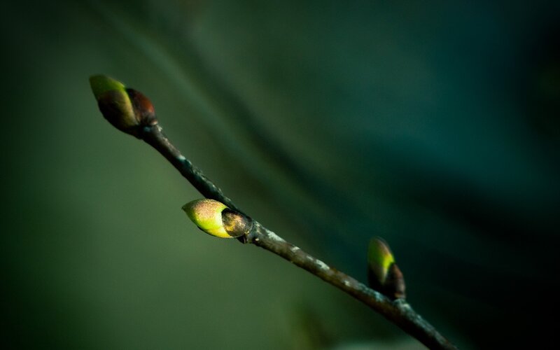 Spring buds on a branch