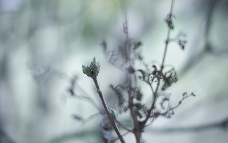 Spring buds on a branch