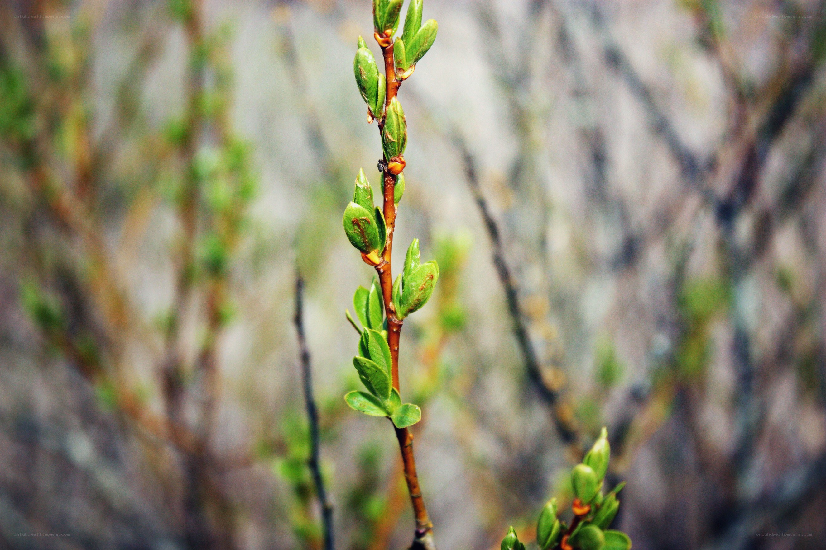 Spring buds on a branch