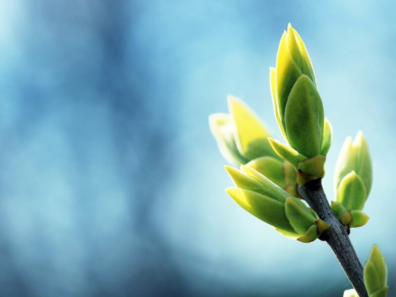Spring buds on a branch