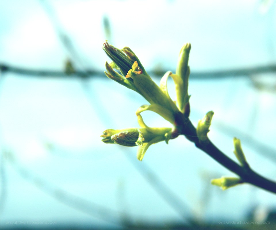 Spring buds on a tree branch