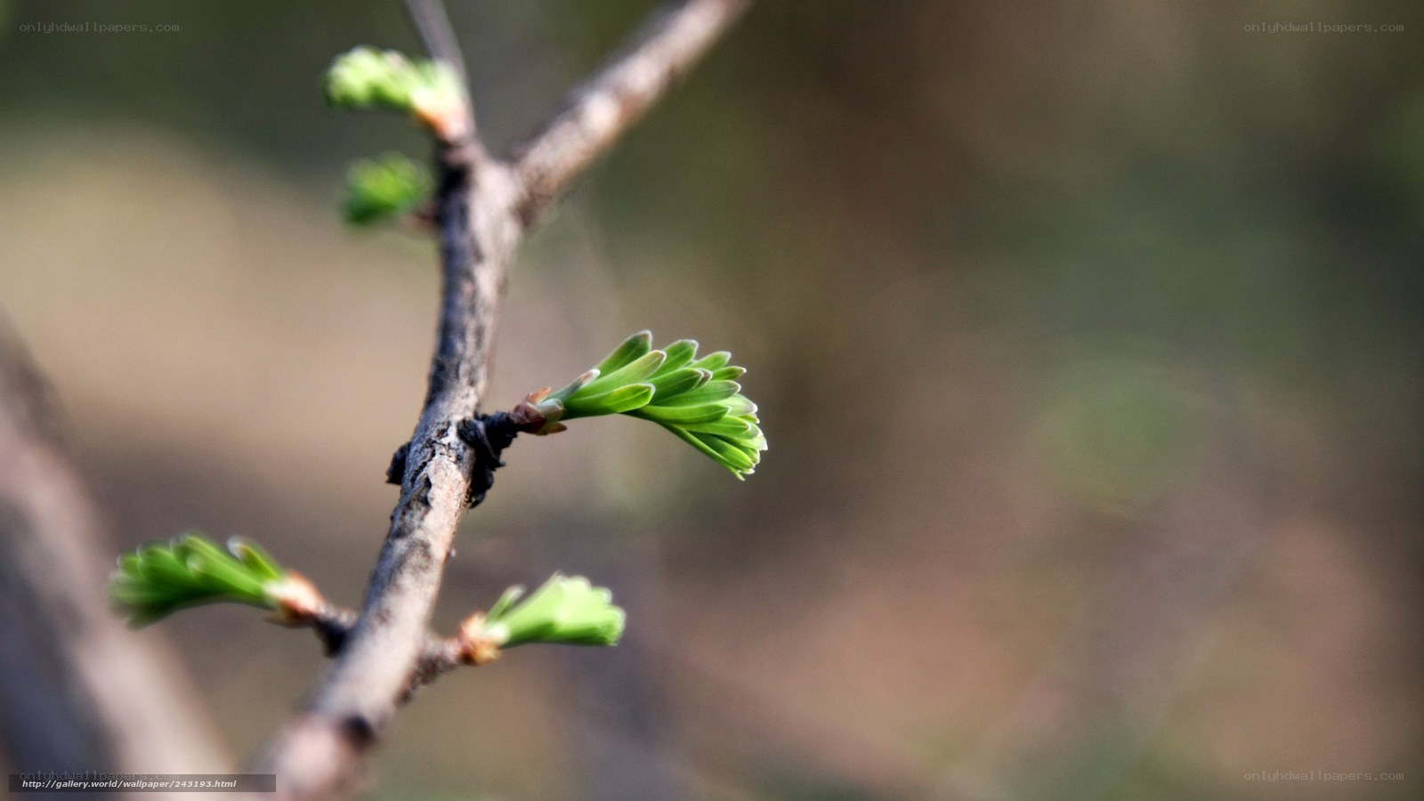 Spring buds on a tree branch