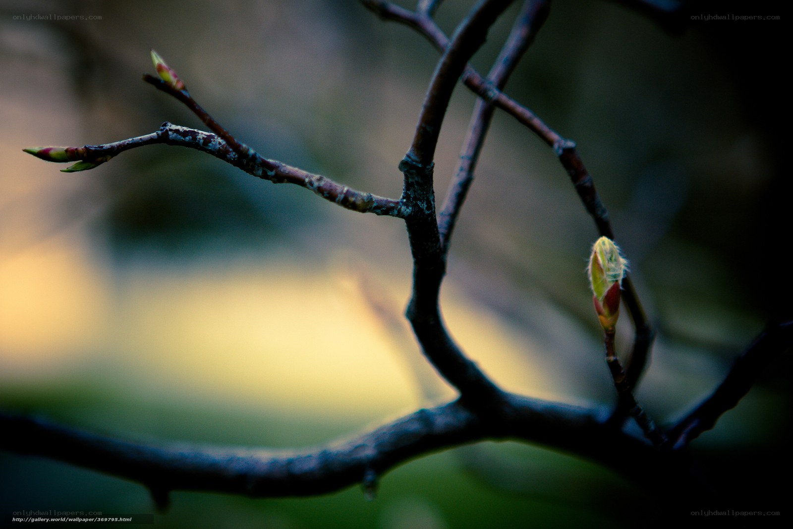 Spring buds on a tree branch