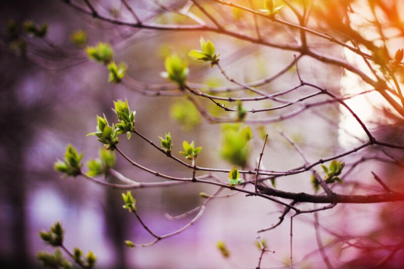 Spring buds on tree branches