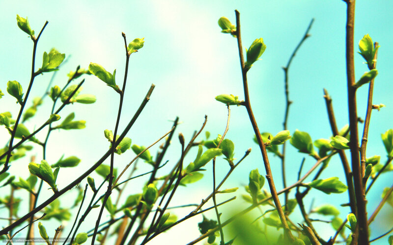 Spring buds on tree branches