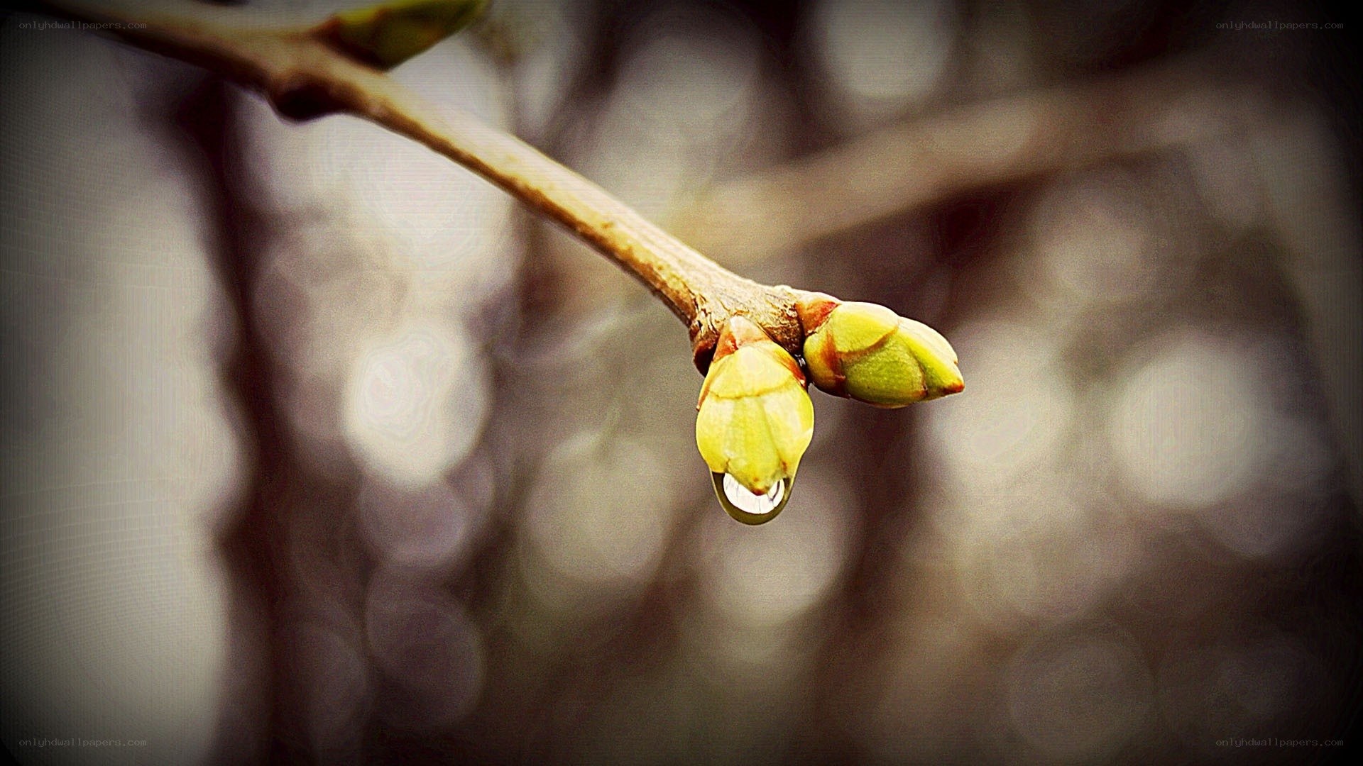 Spring buds with water droplet