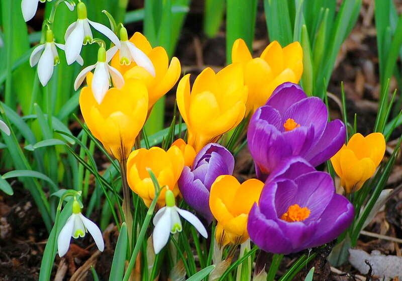 Spring Crocuses and Snowdrops — Purple
