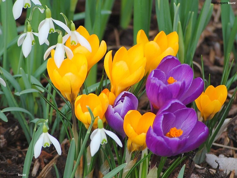Spring Crocuses and Snowdrops