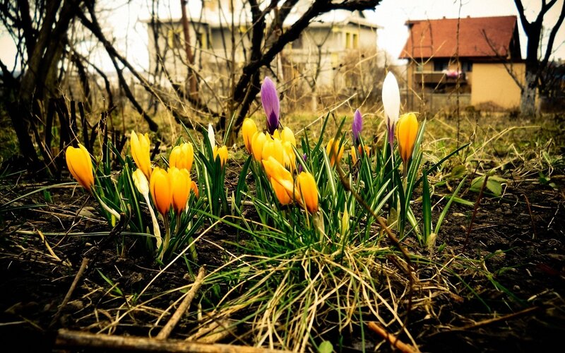 Spring crocuses in a garden