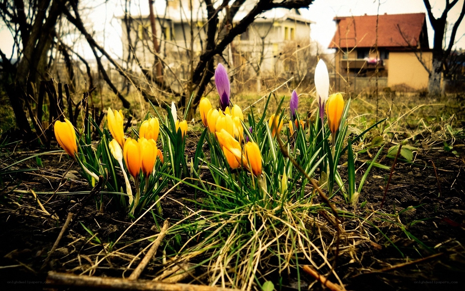 Spring crocuses in a garden