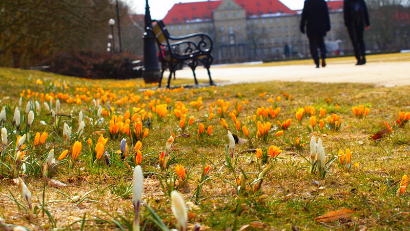 Spring Crocuses in Grass