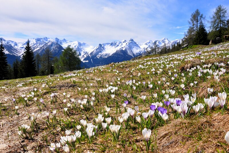 Spring Crocuses in Mountains