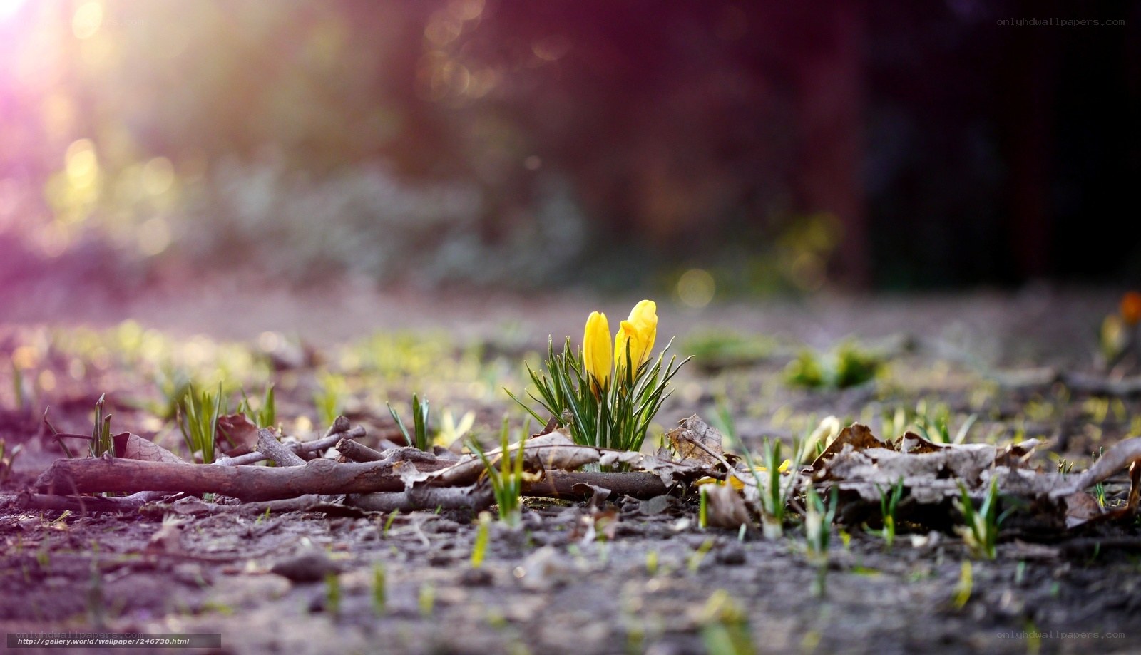 Spring crocuses in sunlight