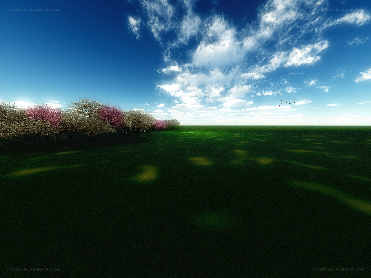 Spring field with blooming trees